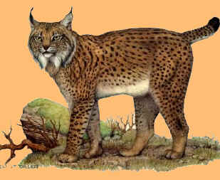 lynx
