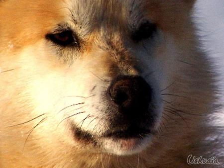 chien>loup